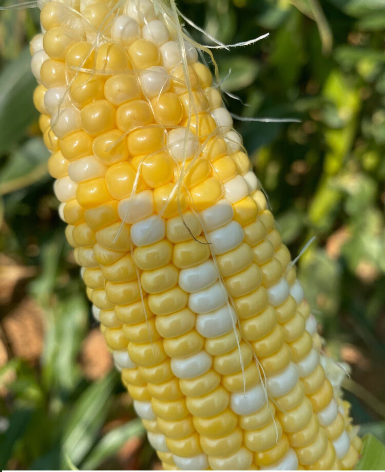 玉米种子孑金银双色超甜特大高产生吃香甜春季夏季四季播大田双甜318