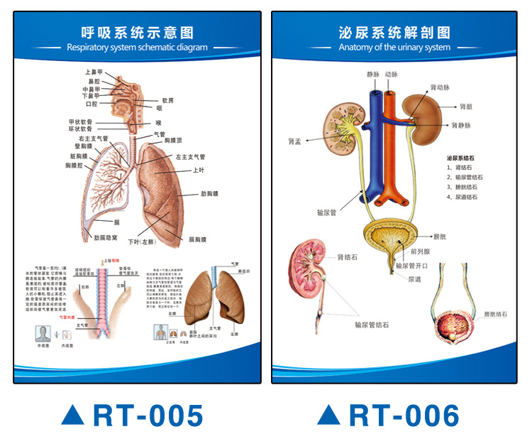 思裕人體解剖圖結構示意圖內臟器官喉部解剖圖醫院耳鼻喉解剖圖掛圖rt