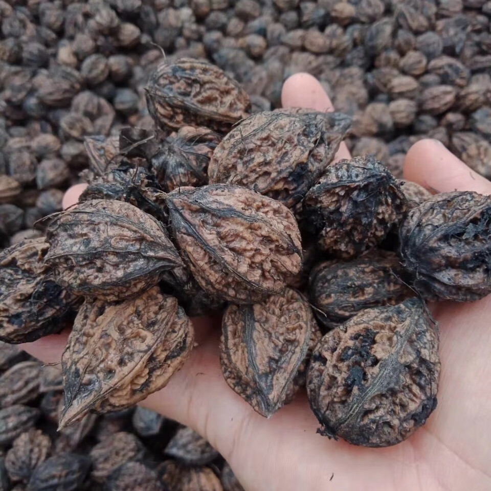 5zhe东北特产长白山山核桃铁皮楸子可玩可吃年新货1斤5斤 一份3斤