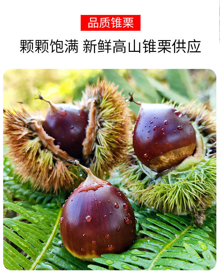 锥栗生栗子新鲜建瓯锥栗高山油栗大果土特产大果软糯甘甜3斤