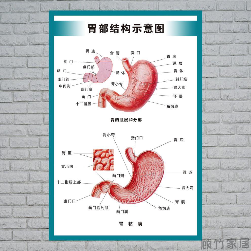 人體內臟解剖示意圖醫學宣傳掛圖人體器官心臟結構圖醫院海報全身器官