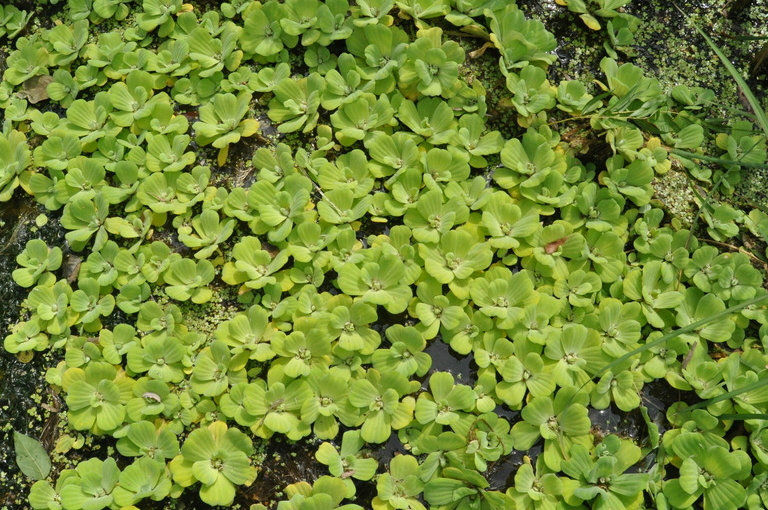 姬卉芝麻浮萍小浮萍小青萍小叶浮萍养鱼龟虾蟹鱼塘景观水草净化水质小