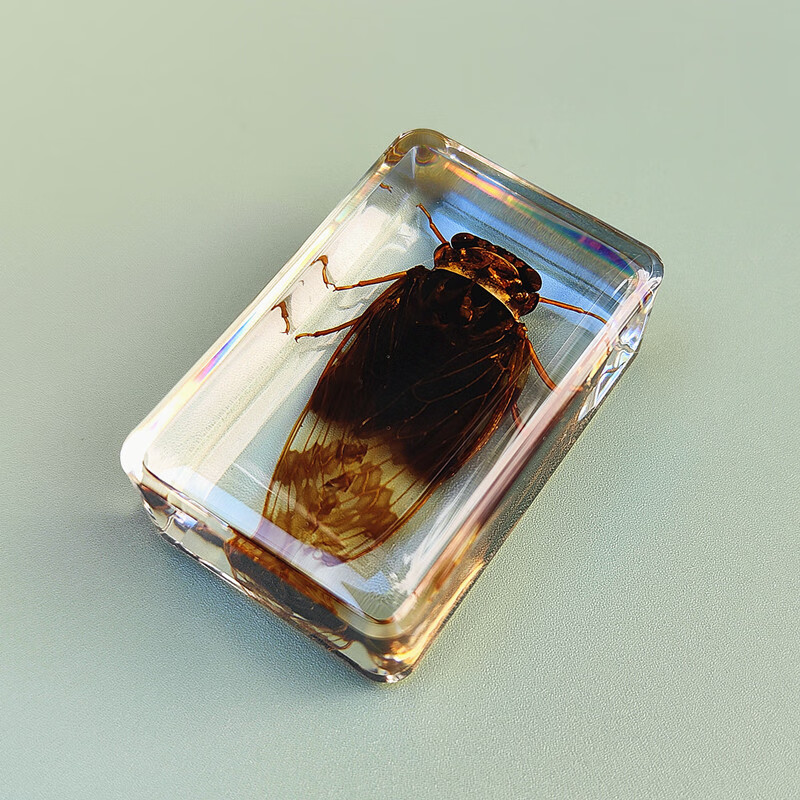 映妤 真实小动物昆虫标本甲虫树脂标本琥珀蝗虫螃蟹金龟子蜜蜂锹甲叶