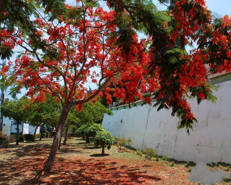 凤凰木树苗. 蓝花楹树苗珍贵树苗.