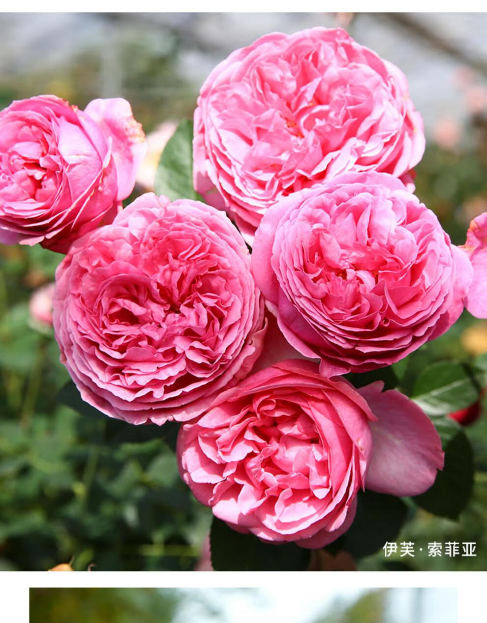 大花浓香型月季 伊芙系列花苗多季开花花园花卉玫瑰花 伊芙光 原土