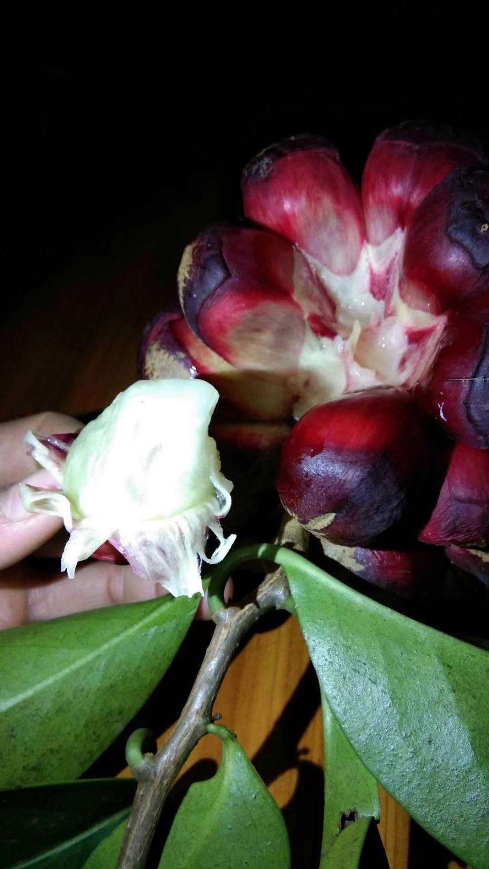 媚调顺丰 布福娜野生黑老虎水果新鲜恶魔果实 热带布福娜野生大血藤果