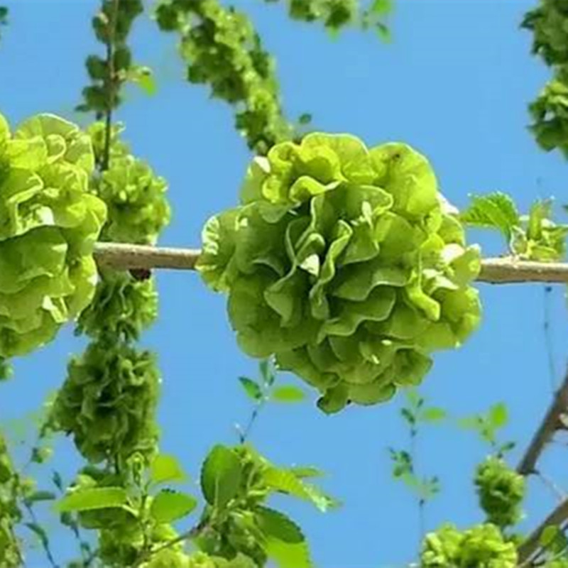 沂蒙山新鲜榆钱儿野菜榆树叶子钱串子现摘现发窝窝头时令蔬菜1000g