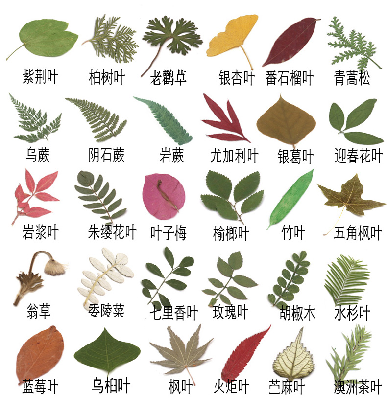 大叶植物名称图片