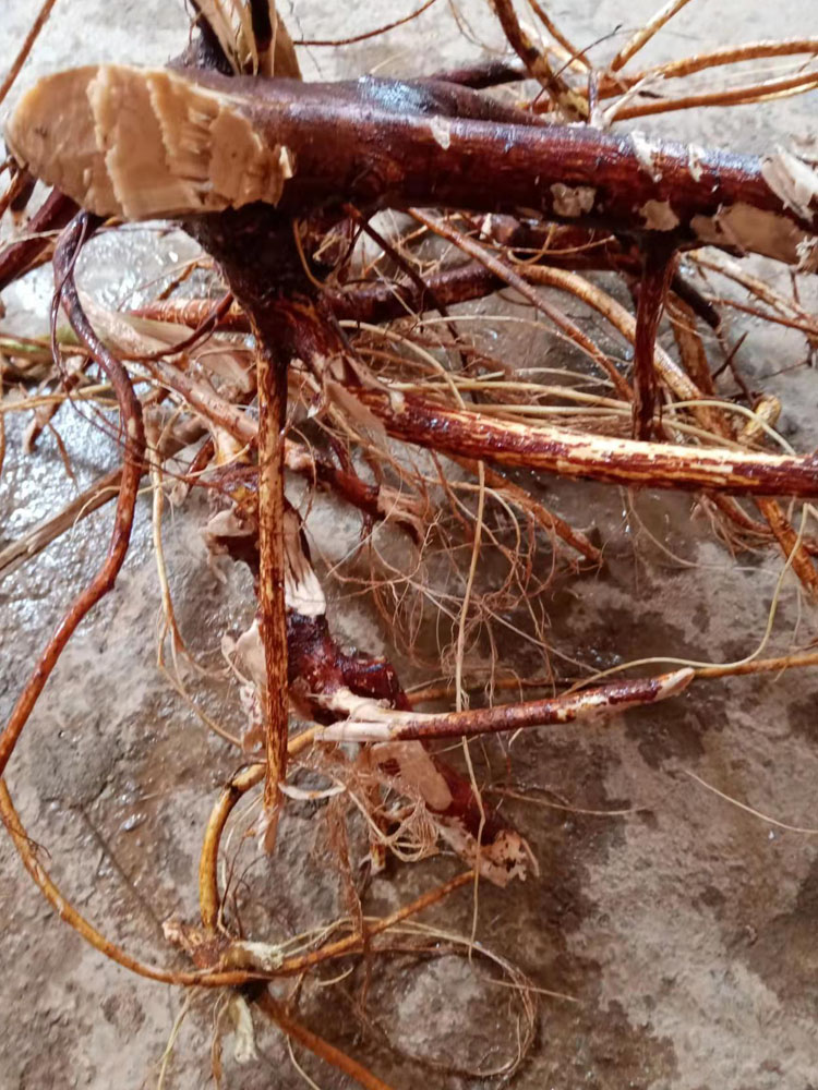 五指毛桃耶香根天然无污染新鲜现挖中药材 新鲜2000g野生【图片 价格