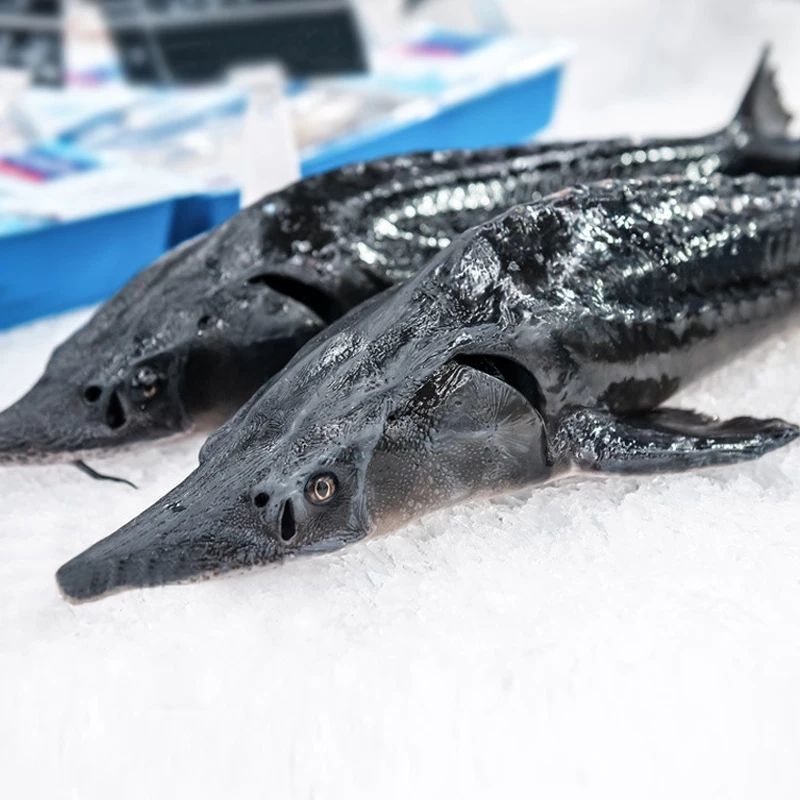 御泸鲜湘生鲜店 食用鲟鱼泉水生态养殖软骨无刺不腥新鲜活鱼批发 下单