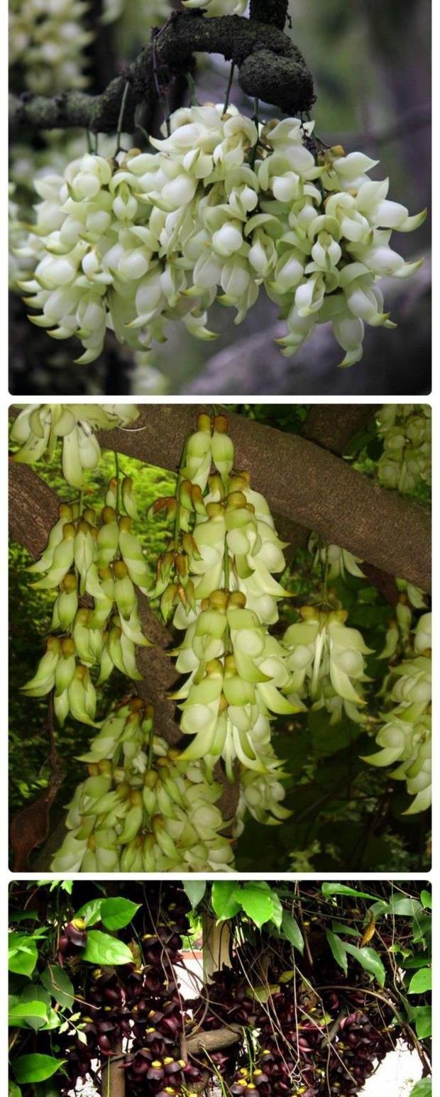 禾雀花油麻藤树苗炮仗花苗庭院爬藤植物禾雀苗四季常青攀援花卉阳台