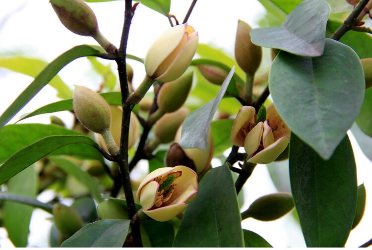 含笑花苗盆栽室內濃香型四季花卉植物庭院陽臺當年開花四季青耐寒5年