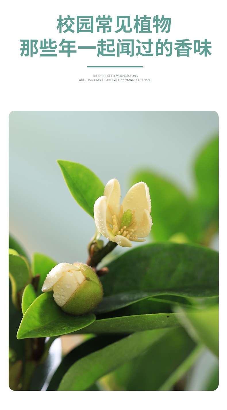 含笑花盆栽花卉植物室内花易养活阳台庭院四季喜半阴多年生带花苞 5年