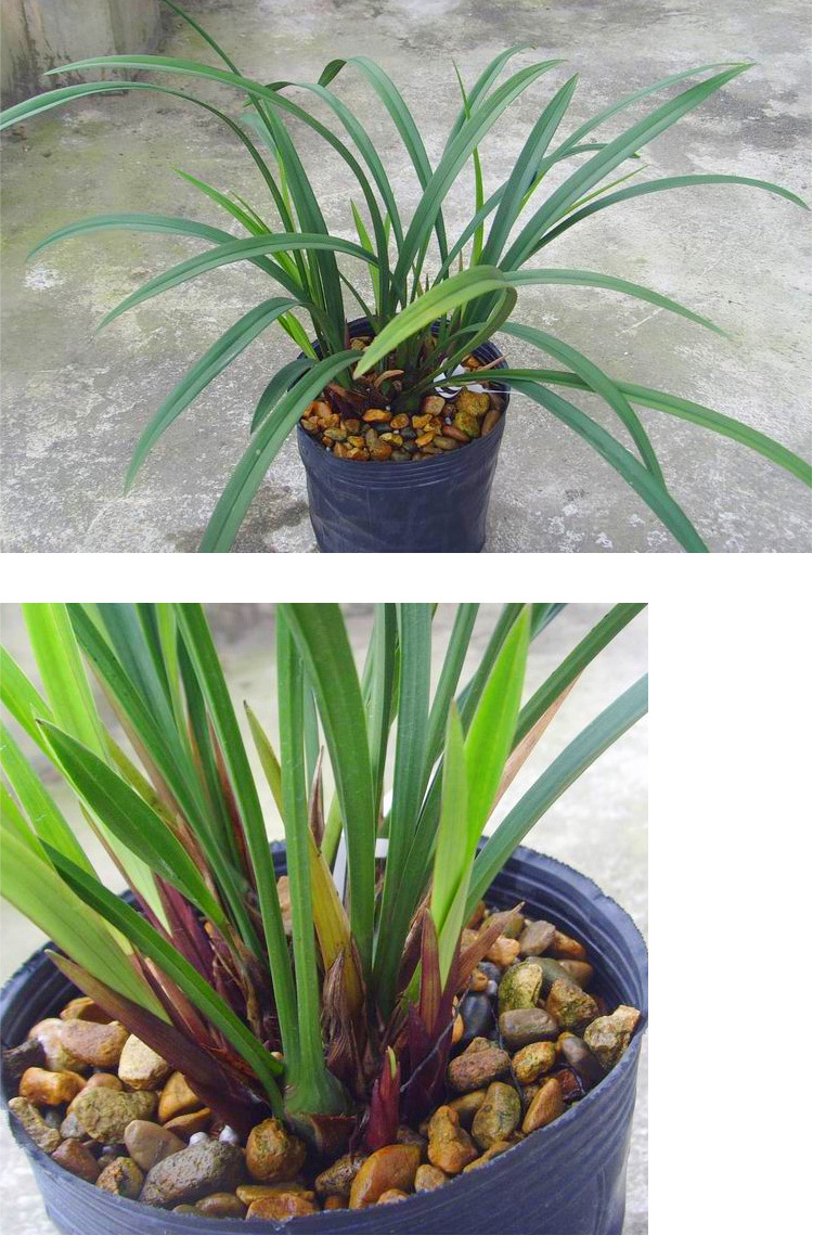 富山奇蝶建兰兰花苗室内四季兰富山奇蝶6苗不含盆