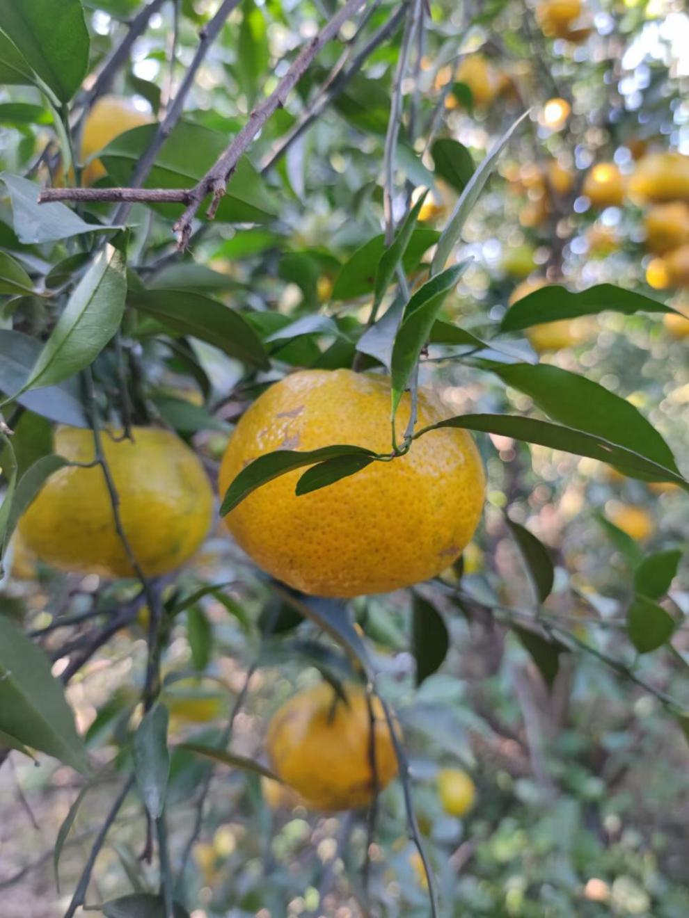 正宗广东新会自家果园老树大红陈皮纯手工制作天然生晒