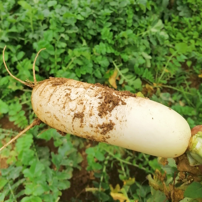 云舵城步南山牧场南山高山萝卜新鲜萝卜 10斤【图片 价格 品牌 报价】