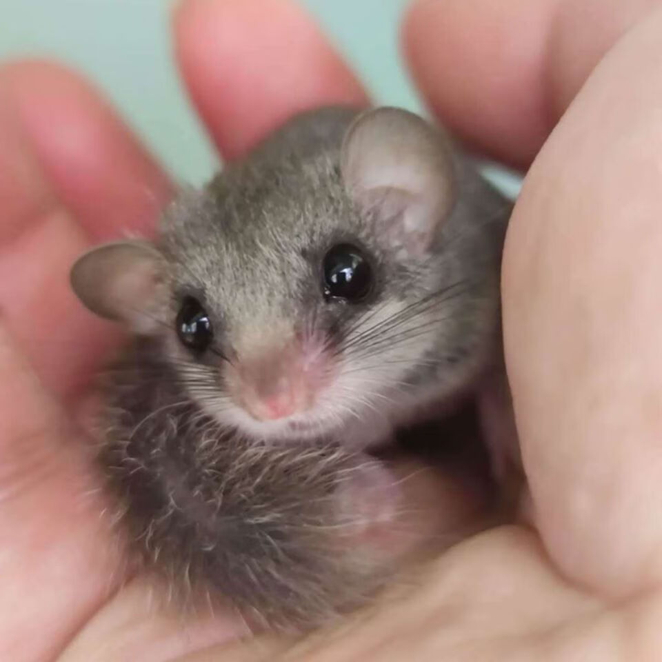 小動物活體 西班牙睡鼠拇指鼠不咬人打疫苗睡鼠幼體健康睡鼠 疫苗鼠一