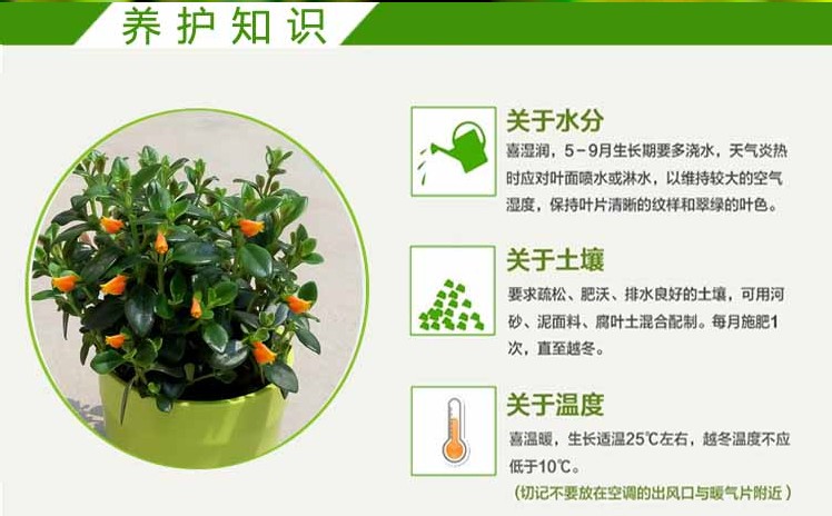 听雪楼 金鱼吊兰 金边金 吊兰家居办公室内盆栽绿萝植物 波斯顿厥 不