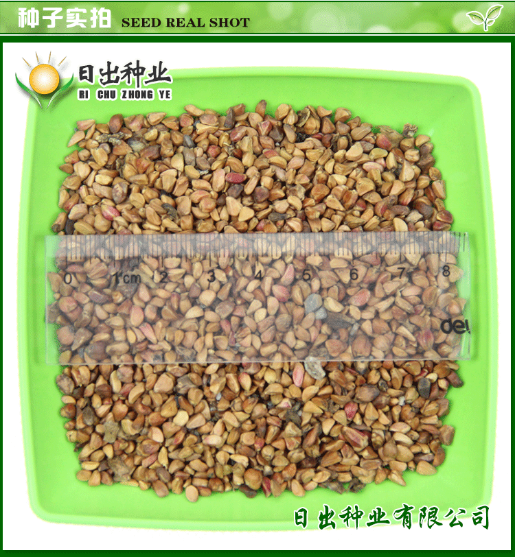 播种心情新采黄刺玫种子红刺玫种子刺玫花山地玫瑰刺梅花黄刺梅种子