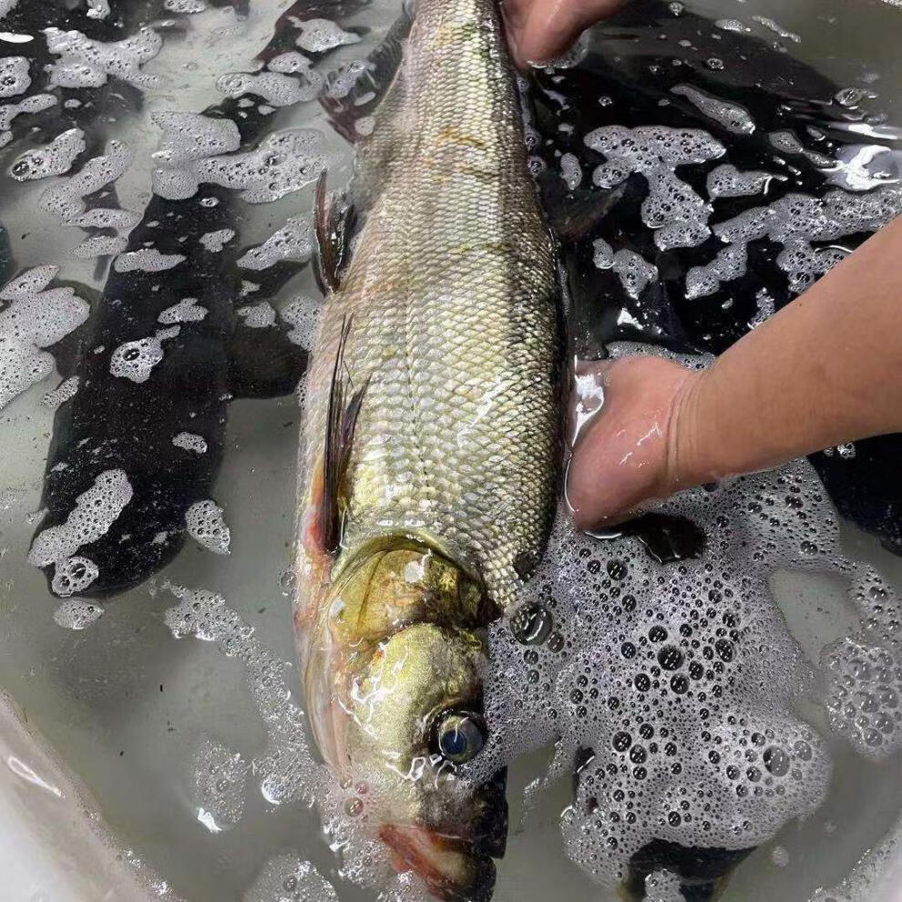流连湾 千岛湖翘嘴鱼 鲜活大翘刁翘鱼 大白刁 鲜活新鲜淡水鱼噘嘴净膛