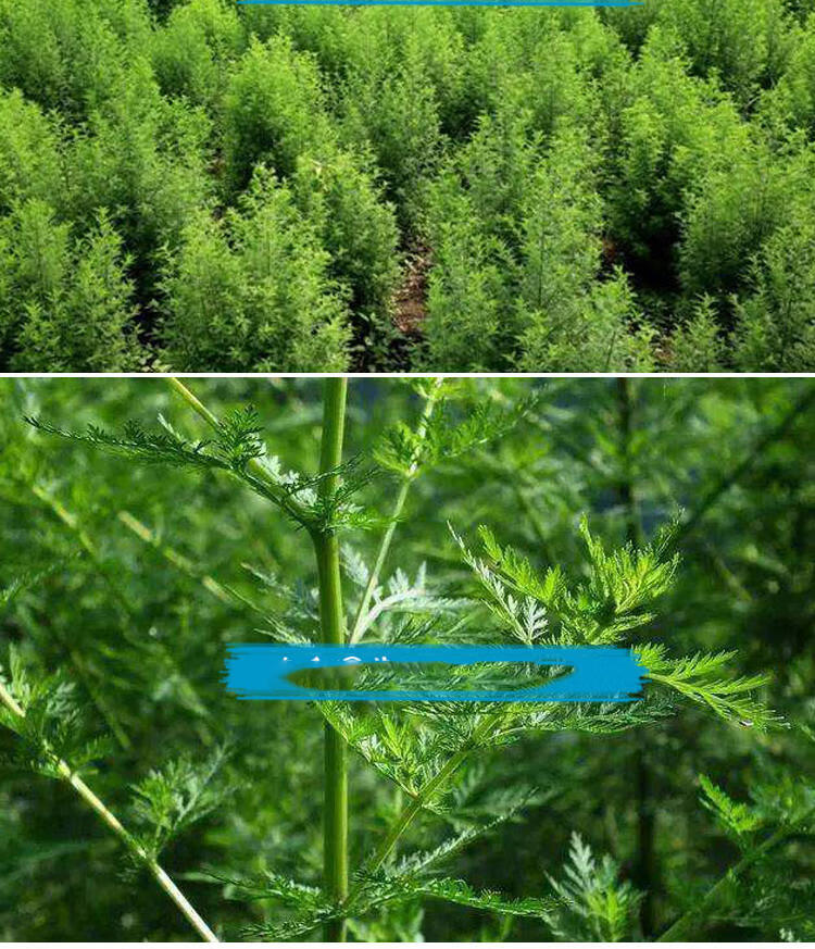 qcdd青蒿种子中药材种籽野生春秋播艾蒿香蒿黄花蒿种孑蒿子草籽青蒿