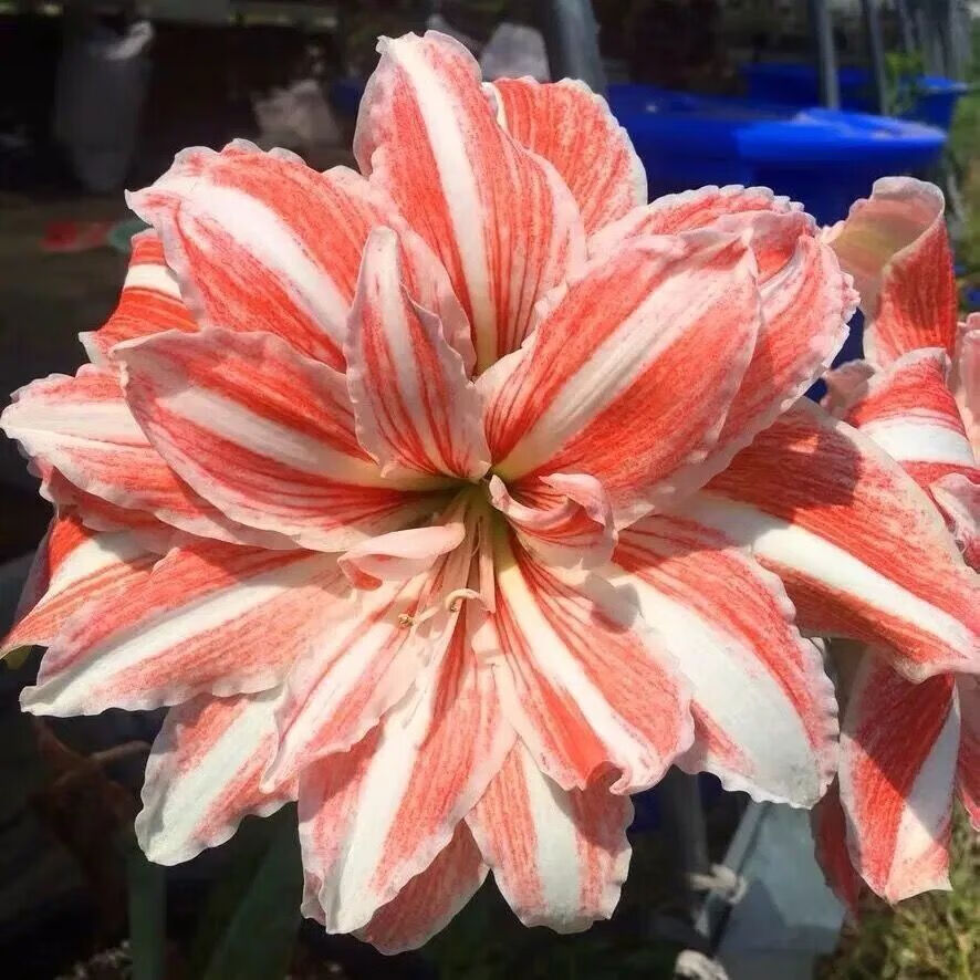 重瓣朱顶红种球花卉四季室内外盆地栽种植物 粉色荣耀【重瓣浓香】 5