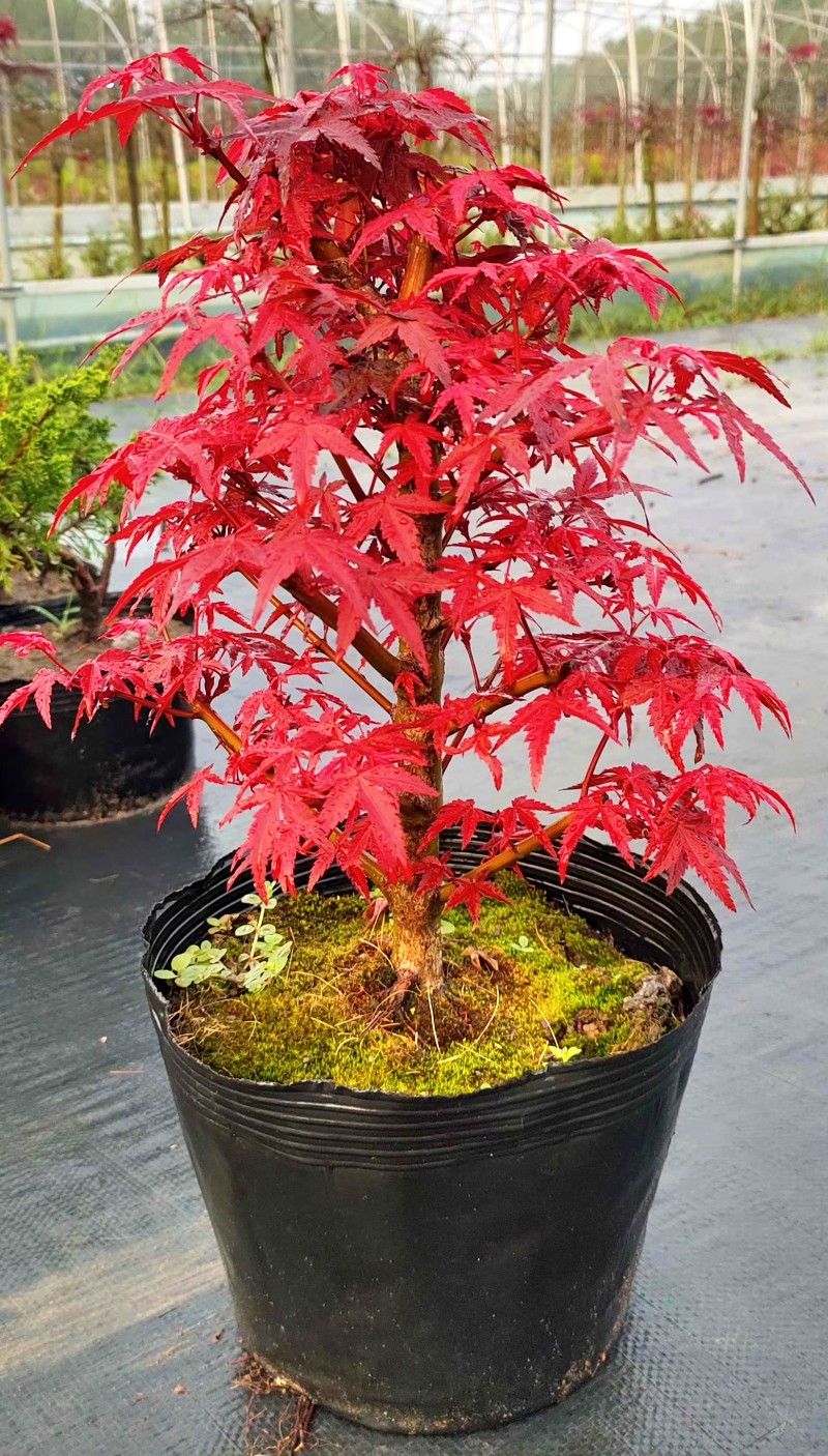 雪沫日本红枫盆景红舞姬盆栽老桩四季红枫树苗带叶子室内阳台庭院植物