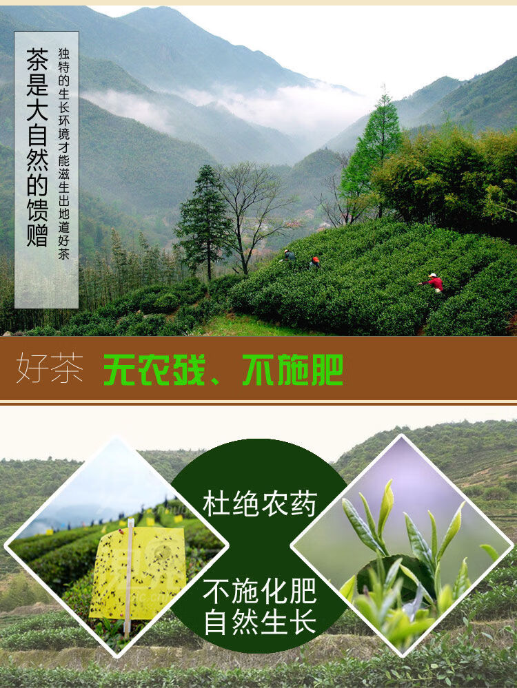 霍山黃芽2021年新茶250g500g明前特一級黃茶耐泡安徽特產禮品茶葉 250