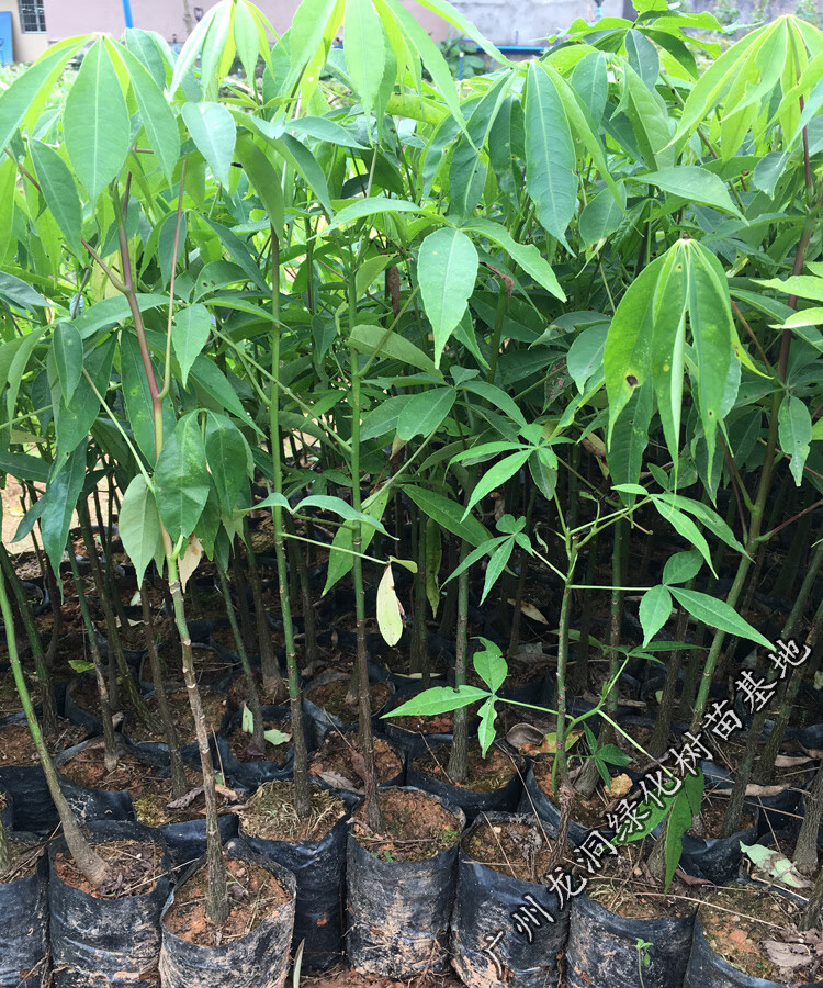 花姬美丽木棉苗观花树种行道树木棉花庭院公园小区绿化开花植物美丽