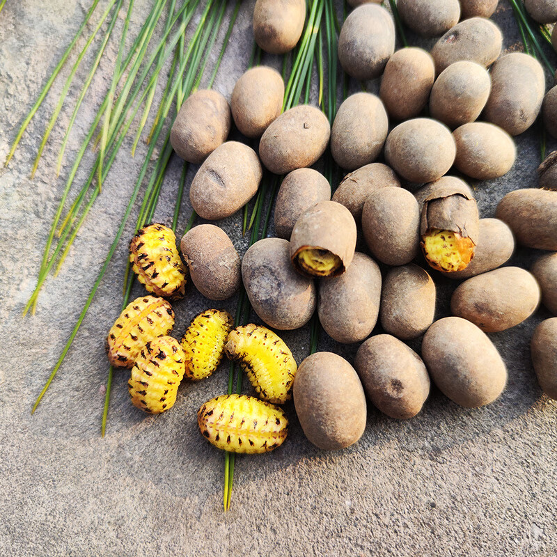 蜜袋鼯仓鼠粮食零食坦克虫洋辣子鼠松鼠啦虫金丝熊杨拉罐食用完好硬壳