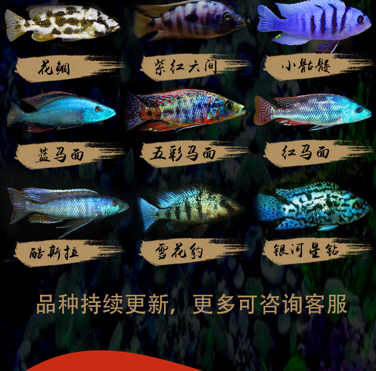 三湖慈鲷马鲷蓝阿里非洲王子热带鱼岩栖小型淡水鱼观赏鱼活体34cm血艳