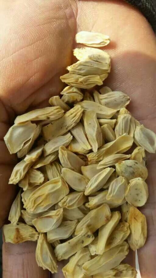 酸柚种子酸柚籽香泡种子酸柚香泡酸柚种子一斤