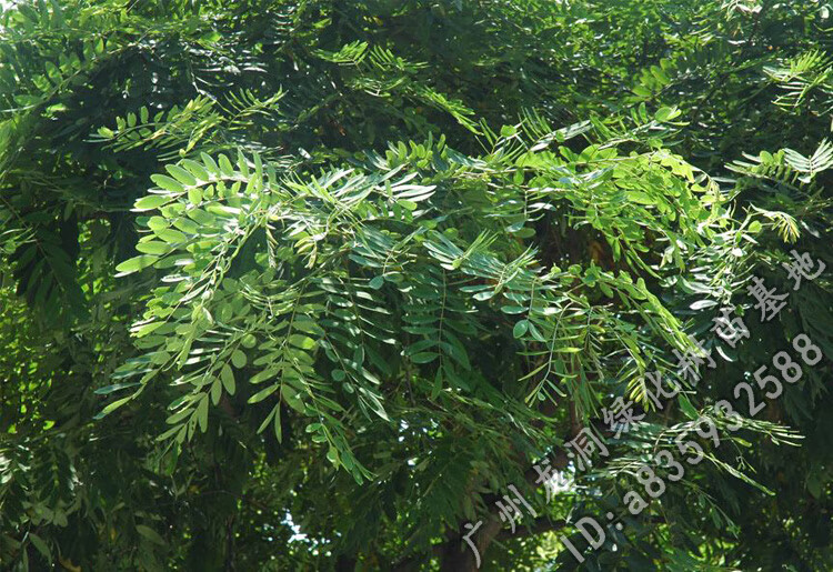 孟买正宗铁刀木树苗珍贵植物鸡翅木苗庭院绿化木材树种鸡翅木4050cm