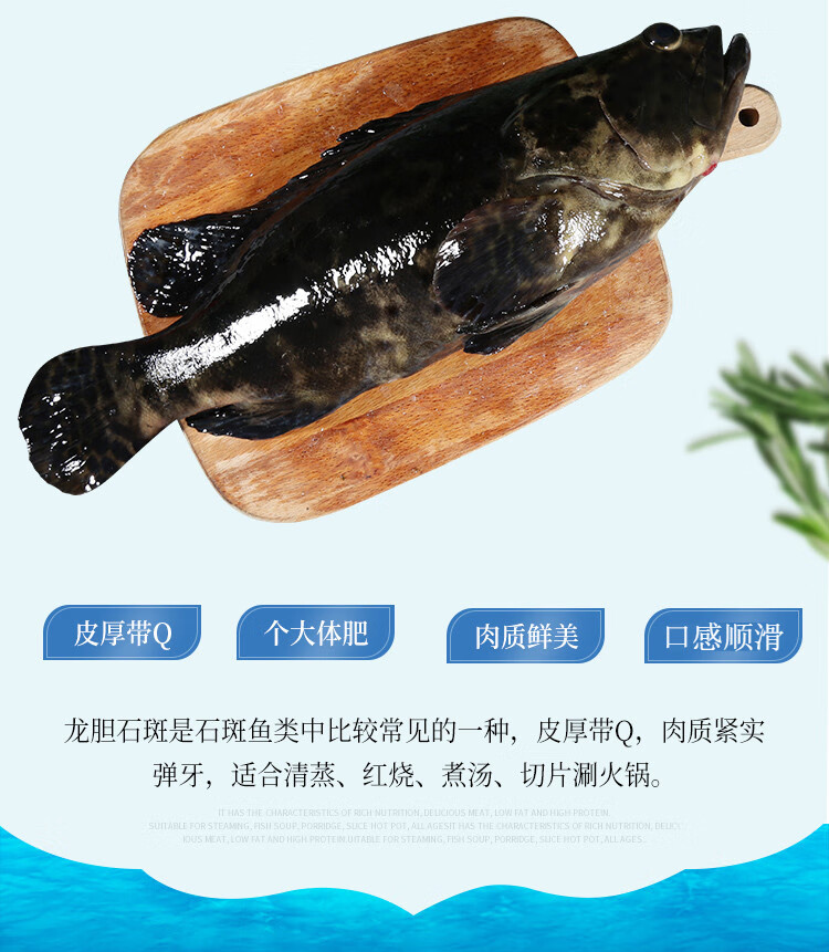 棠鲜生 新鲜海鲜龙胆石斑鱼珍珠龙胆鱼1000g/条【图片 价格 品牌 报价
