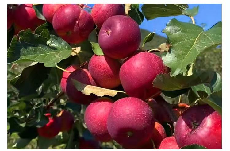 耐寒果樹沙果雞心果小蘋果樹苗海棠果花紅果樹冬紅果苗南北方種植 龍