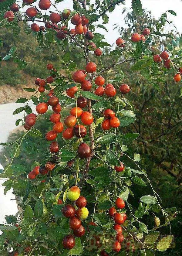 新鲜小山枣山东干枣现摘孕妇水果脆甜野枣500g 纯酸500克【图片 价格