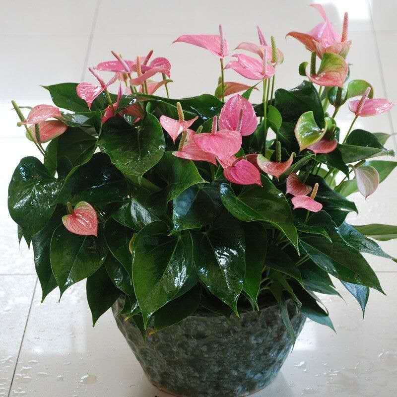 红掌四季开花大叶盆栽鲜花大盆鸿运当头开业办公室绿植物水培土培粉掌