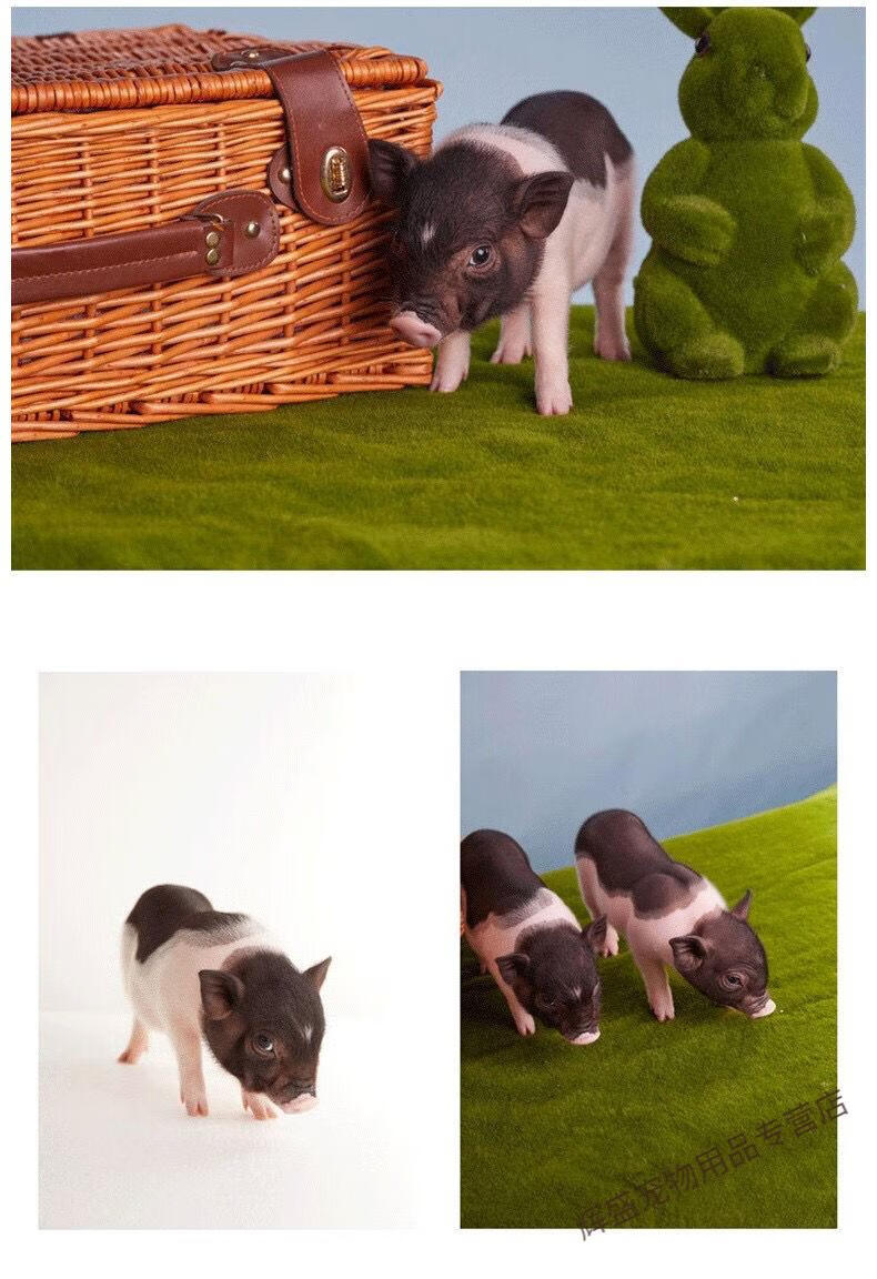 抖音超可爱网红宠物活体泰国迷你纯种小香猪佩奇萌宠异宠小猪 小香猪