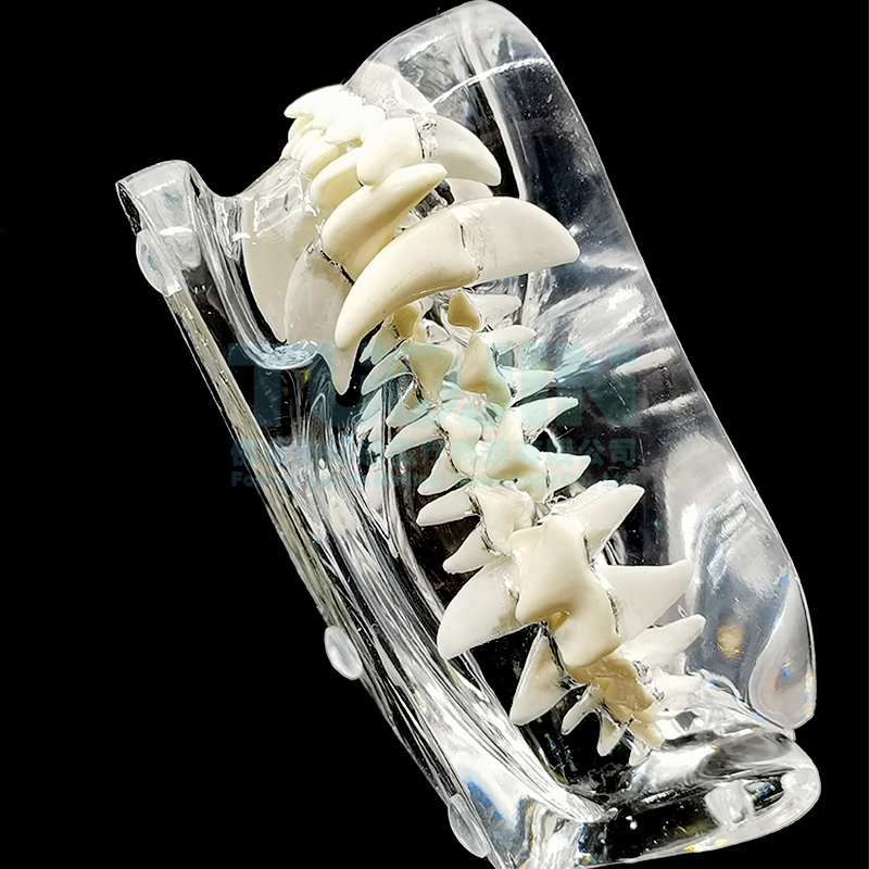 【药房直售】宠物牙齿模型透明狗牙猫牙口腔犬牙教学演示动物仿真倒模