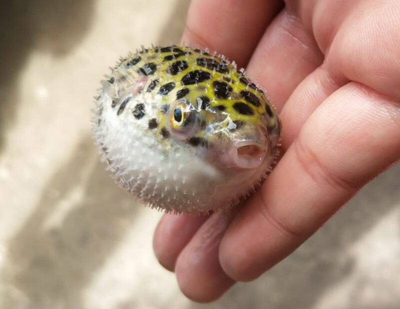 cmcm鱼观赏鱼潜水艇小型斑马狗头鱼淡水巧克力娃娃宠物活体会生气