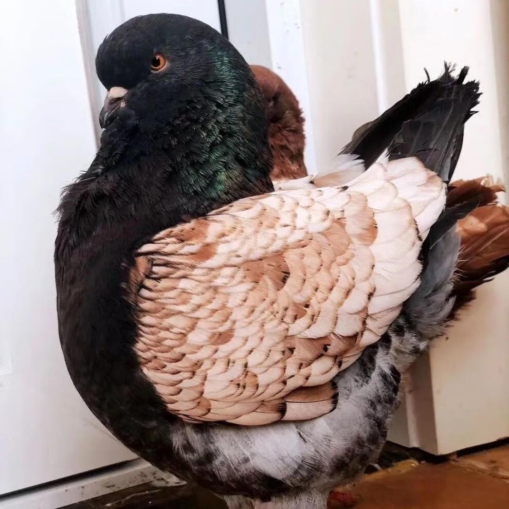 族萃正宗的圆环元宝鸽子美系大体摩登受精蛋受精可孵化 雨点元宝受精