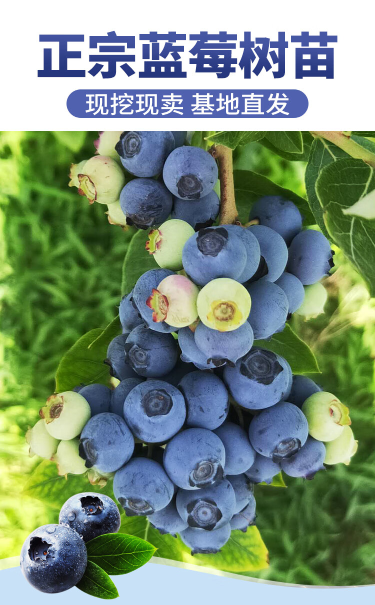 兔眼薄雾嫁接蓝莓苗带土南北方种植盆栽地栽苗当年结果蓝莓果树苗酷派