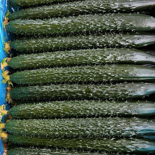 津研四号黄瓜种子绿瓤心肉水果春秋四季阳台盆栽高产蔬菜种籽苗孑