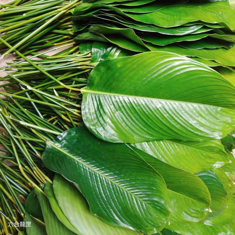广西大粽子叶野生粽子叶新鲜现摘粽柊叶裹蒸粽叶送绳子绿色50张粽绳