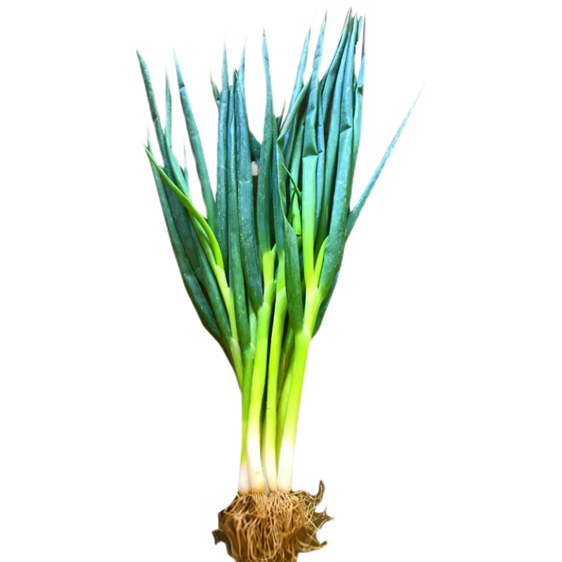 正宗葱苗葱栽子原产地发货葱秧子长白葱苗 1500g【图片 价格 品牌