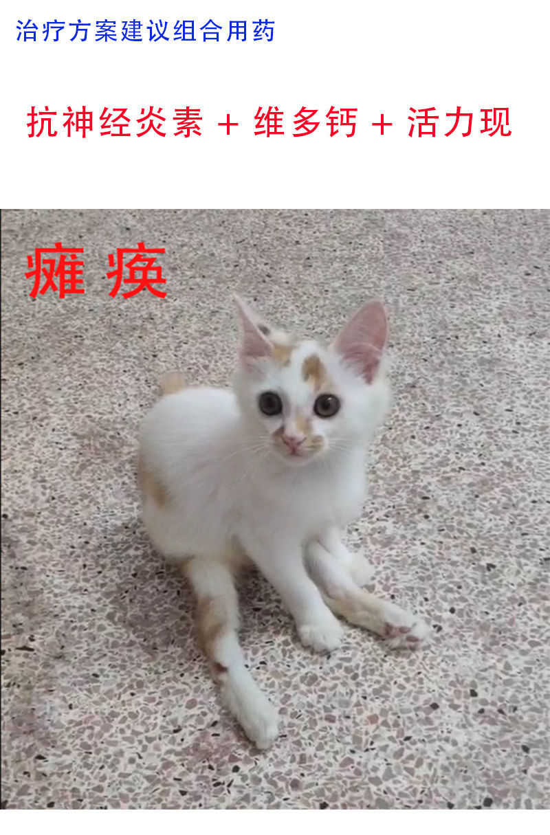 狗狗猫咪抗神经炎素抽搐瘫痪后腿瘸四肢无力转圈跛行尖叫哀嚎抽筋抗