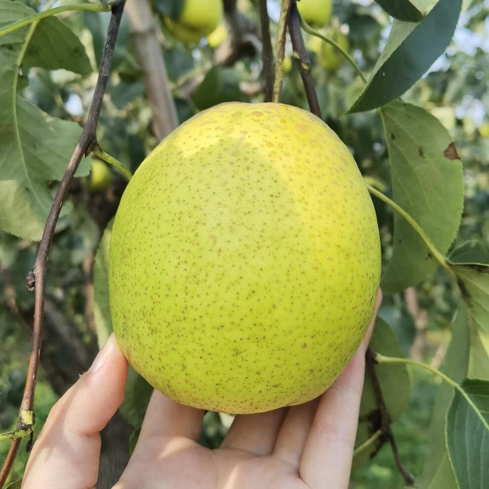 大地果缘 【脆甜多汁】正宗雪梨 河北特产赵县雪花梨子 新鲜10斤装水