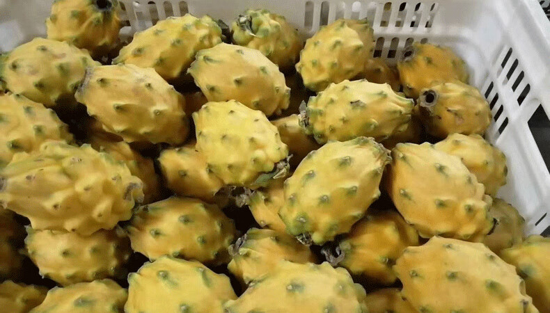 海南金麒麟果燕窝果三亚新鲜水果黄皮黄金白心火龙果 2500g 单果重4-5