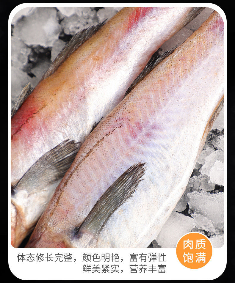 【精选】鲜活速冻明太鱼新鲜明太鱼冷冻明太鱼大棒鱼 3斤装【图片