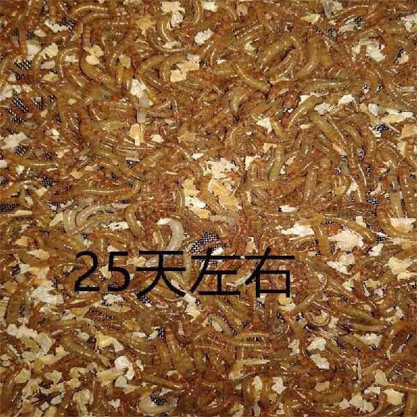 荣郁荣郁黄粉虫活体一代黄粉虫种虫虫卵面包虫虫卵自助孵化试用装100